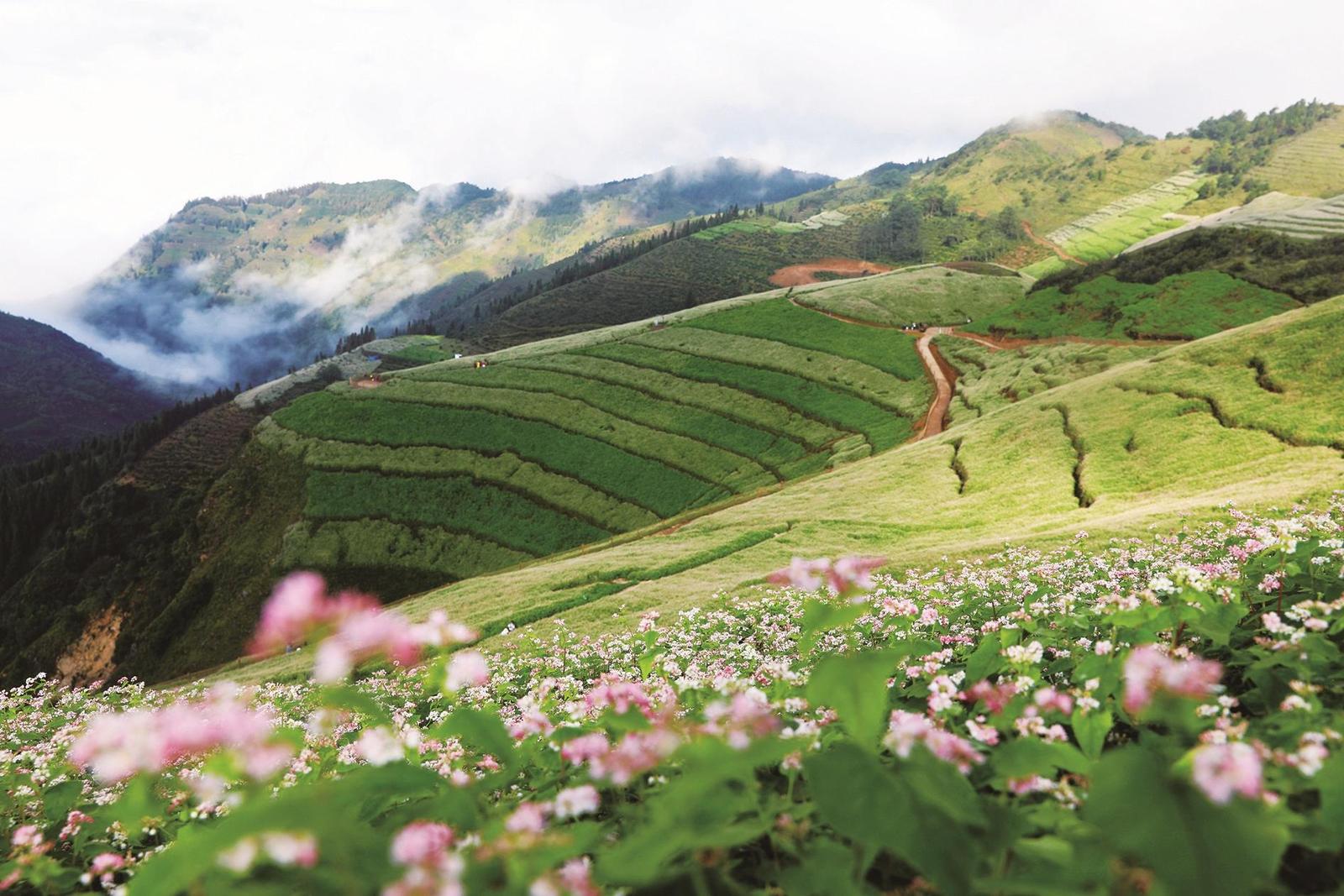 “云上花海”景区