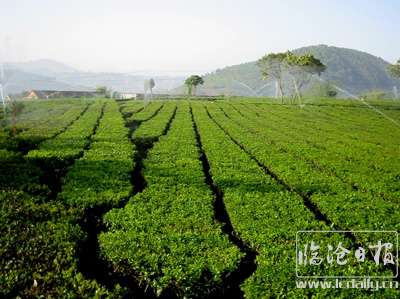 勐库华侨管理区-喷灌茶园基地.jpg