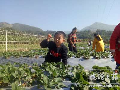 凤尾镇：又是一年草莓成熟季-.jpg