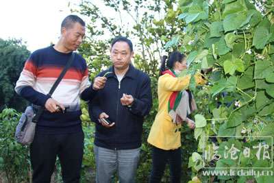 凤尾镇严把四季豆病虫害防治.jpg