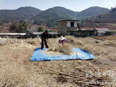 复件-平村乡-小黄花配图2-收.jpg