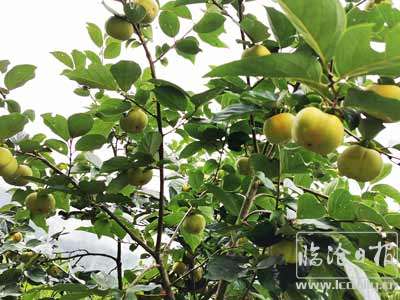 20200815200726zj8ieh---副本.jpg