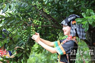 坚果树上长出“脱贫果”.JPG