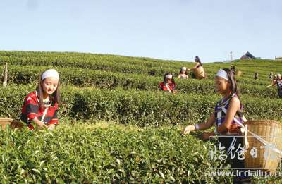 荣康达乌龙茶--李钟摄.jpg